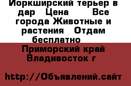 Йоркширский терьер в дар › Цена ­ 1 - Все города Животные и растения » Отдам бесплатно   . Приморский край,Владивосток г.